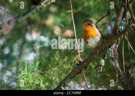 Europäischer Robin Erithacus rubecula auf der Zweigstelle O Seixo Mugardos Galicia Spanien Stockfoto