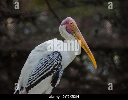 Störche sind große, langbeinige, lang-necked Watvögel mit langen, stout Rechnungen. Stockfoto