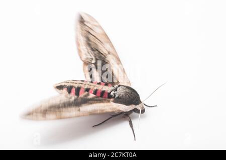 Ein ausgewachsener Habicht-Motte, Sphinx ligustri, der auf einem Lampenpfosten in einer städtischen Straße ruhend gefunden wurde. Fotografiert in einem Studio auf weißem Hintergrund b Stockfoto