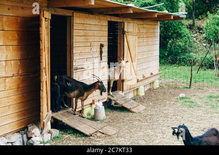 Eine Ziege guckt aus einem Paddock auf einer Ziegenfarm. Stockfoto