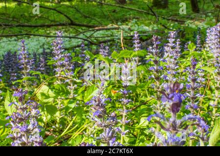 Klausen-Leopoldsdorf, blühender Kriechender Günsel (Ajuga reptans, allgemein bekannt als Bogle, blue bugle, buglehraut, bugleweed, carpetweed, carpet bugleweed), Wienerwald / Wienerwald, Niederösterreich / Niederösterreich, Österreich Stockfoto