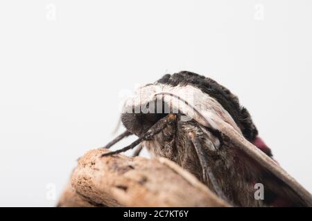 Ein ausgewachsener Habicht-Motte, Sphinx ligustri, der auf einem Lampenpfosten in einer städtischen Straße ruhend gefunden wurde. Fotografiert in einem Studio auf Baumrinde vor rel Stockfoto