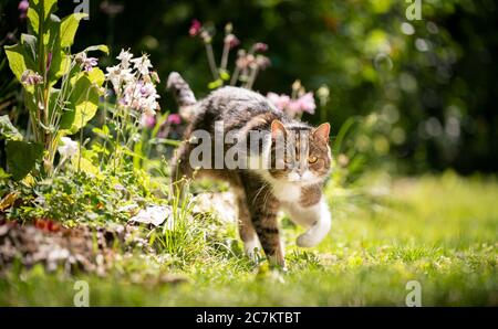 Tabby weiße britische Kurzhaarkatze, die im Garten neben dem Blumenbeet an einem sonnigen Tag im Frühling spazieren geht Stockfoto