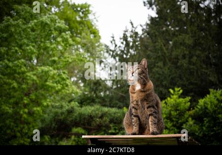 Tabby Kurzhaarkatze sitzt auf Holztisch im Garten Stockfoto