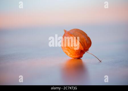 Physalis alkekengi, Chinesische Laterne, Nahaufnahme einer getrockneten Laterne-ähnlichen roten Orangenschale Stockfoto