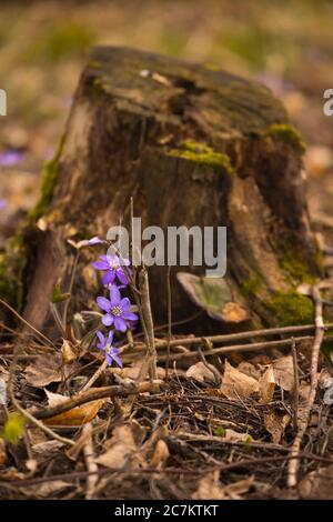 Anemone hepatica (gemeine Leberblümchen, Liverwort, Kidneywort, Pennywort) Blumen, Frühling, Wald, Finnland Stockfoto