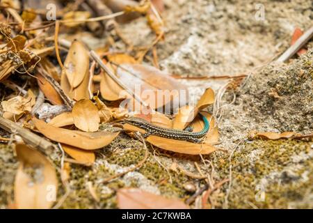Schöne Aufnahme einer Eidechse auf dem Boden voller Getrocknete Blätter in Marokko Stockfoto