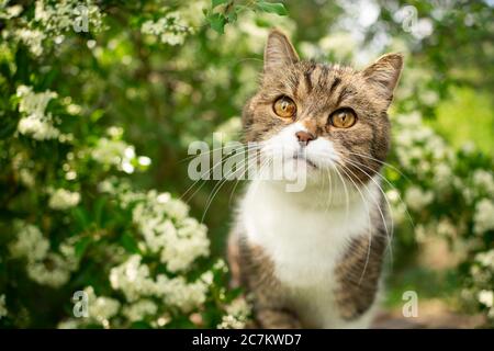 Porträt einer schönen gestromten britischen Kurzhaarkatze im Frühling unter blühendem Baum mit weißer Blüte Stockfoto