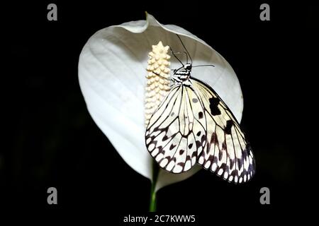 Idee leuconoe allgemein bekannt als die große Baumnymphe Schmetterling auf einer weißen Frieden Lilie Blume Stockfoto