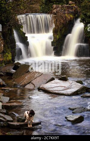 Penllergare Valley Woods Wasserfall in der Nähe von Swansea in Wales Großbritannien ein beliebtes Touristenreiseziel Stock Foto Stockfoto