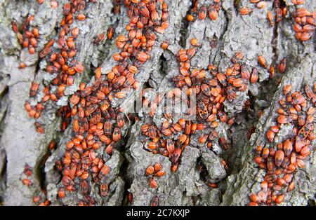 Feuerwanzen, Pyrrhocorida, Nymphen Stockfoto