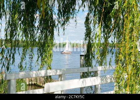 Berlin, Wannsee, Ufer, Trauerweide, Blick auf den See mit einem Segelboot Stockfoto