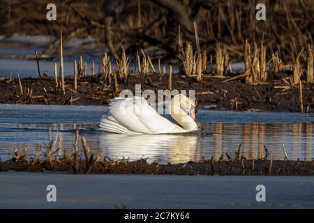 Nahaufnahme eines Mute Swan, der auf einem See schwimmt In einem Feld an einem sonnigen Tag Stockfoto