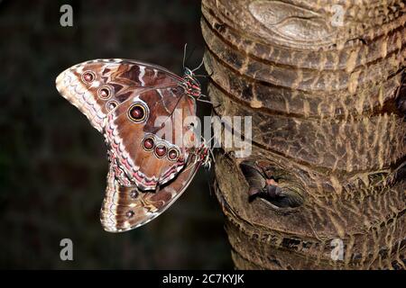 Blauer Morpho (Morpho peleides) tropische Schmetterlinge, die sich auf einem Baumstamm paaren Stockfoto