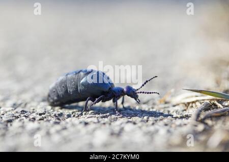 Schwarzer und blauer Ölkäfer, Meloe proscarabaeus Stockfoto