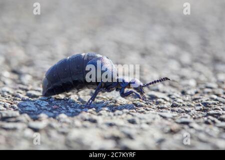 Schwarzer und blauer Ölkäfer, Meloe proscarabaeus Stockfoto