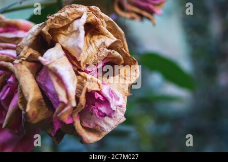 Nahaufnahme einer welkenden rosa Rose Stockfoto