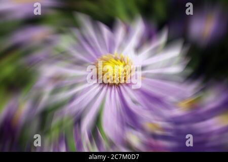 Aster x frikartii, 'Monch' eine gemeinsame kultivierte krautige mehrjährige winterharte Gartenblume Pflanze auch als Michaelmas Daisy mit einem Wind Brise swir bekannt Stockfoto