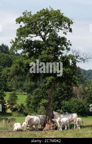 18. Juli 2020, Niedersachsen, Schönhagen: Weißrindrinder der Rasse Charolais stehen unter einem Baum auf einer Weide im Naturpark Solling-Vogler. Foto: Swen Pförtner/dpa Stockfoto