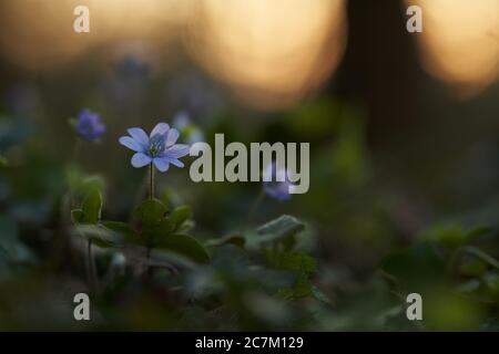 Leberblümchen (Hepatica nobilis) bei Sonnenuntergang im Wald. Stockfoto