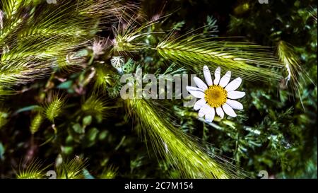 Marguerite und Grasohren bei Coursan im Frühjahr. Stockfoto