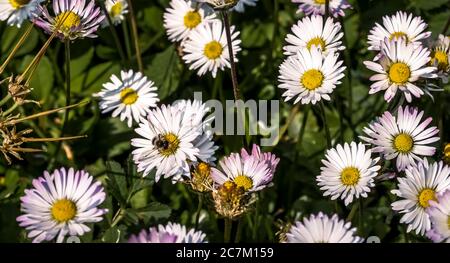 Im Frühling erblühende Wiesen bei Vinassan Stockfoto