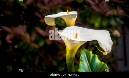 Zwei Calla Blumen im Frühling in Coursan Stockfoto