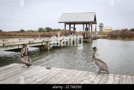 Grand Isle, Louisiana - Februar 2018: Braune Pelikane stehen am Angeldock im Grand Isle State Park. Stockfoto