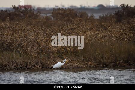 Grand Isle, Louisiana – 2018. Februar: Ein Reiher sucht nach einer Mahlzeit im Elmer's Island Wildlife Refuge. Stockfoto