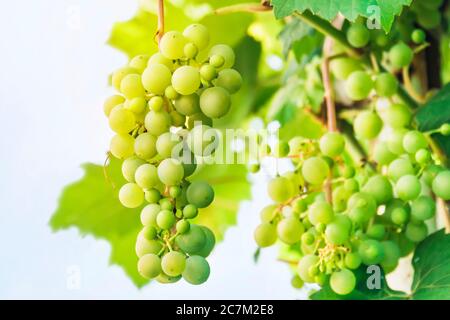 Im Garten wächst ein großes Bündel kleiner Trauben auf hellweißem Hintergrund. Frische grüne Trauben. Isoliert auf Weiß Stockfoto