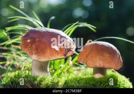 Essbare Steinpilze im Wald auf grünem Hintergrund und eine kriechende Schnecke. Weicher selektiver Fokus Stockfoto