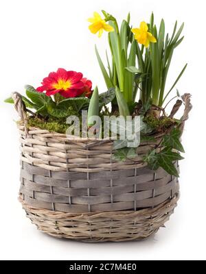 Frühlingsblumen im Pflanztopf isoliert vor weißem Hintergrund Stockfoto