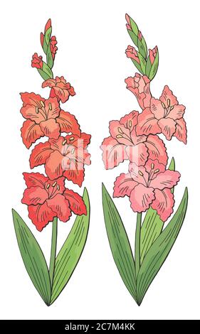 Gladiolus Blume Grafik Farbe isoliert Skizze Set Illustration Vektor Stock Vektor