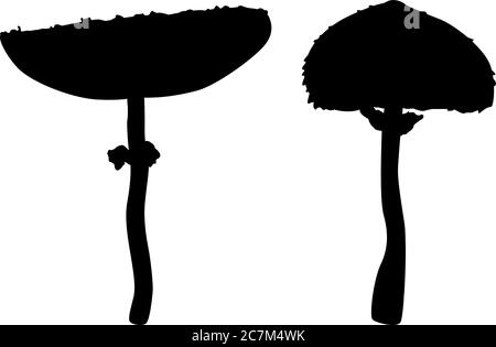Set von zwei Silhouetten von Sonnenschirm-Pilzen (Macrolepiota procera) Stock Vektor