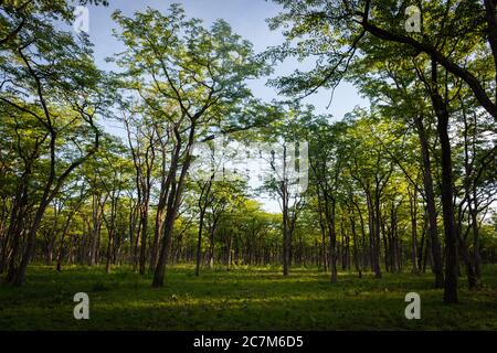 Einzigartiges sambisches afrikanisches Buschland. Foto aufgenommen in Süd-Luangwa, Sambia. Stockfoto