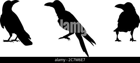 Drei isolierte schwarze Silhouetten von stehenden Großschnabelkrähen (Corvus macrorhynchos) Stock Vektor