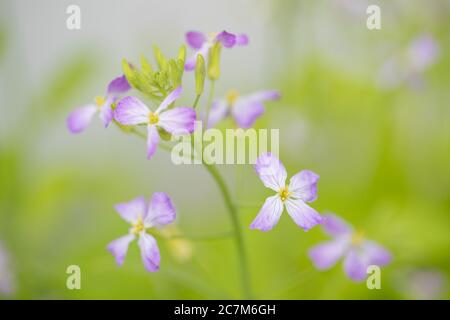 Nahaufnahme Bunte Radieschen-Blume mit grünen Blättern im Frühling - Bild Stockfoto