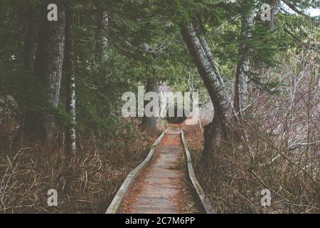 Boardwalk im Wald, der durch einen Pflanzentunnel führt Stockfoto