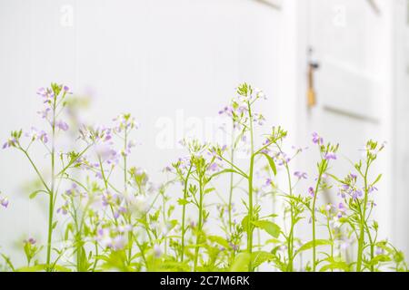 Nahaufnahme Bunte Radieschen-Blume mit grünen Blättern im Frühling - Bild Stockfoto