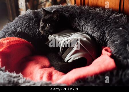 Nahaufnahme einer entzückenden schwarzen Katze, die Kleidung trägt Entspannen auf einem Katzenbett an einem sonnigen Tag Stockfoto