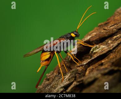 Riesenschwanz Urocerus gigas Stockfoto