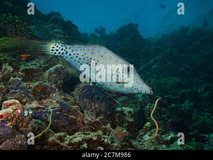 Geschrottter Filefisch (Aluterus scriptus) schwimmt über Korallenriff, Bathala, Malediven Stockfoto