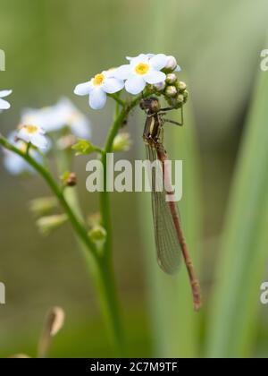 Neu aufgetauchte große rote Damselfliege auf Wasser Vergiss mich nicht Stockfoto