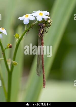 Neu aufgetauchte große rote Damselfliege auf Wasser Vergiss mich nicht Stockfoto