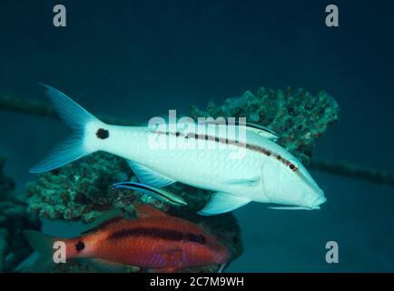 Strich-Punkt Goatfish, Parupeneus Barberinus, mit einem cleaner Wrasse, Labraoides Dimidiatus, auf den Malediven Stockfoto