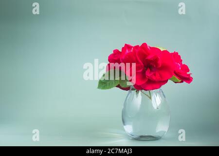 Ein Strauß roter Rosen in einer transparenten Glasvase auf graugrünem Hintergrund bei Tageslicht Stockfoto