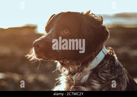 Seitenansicht Profil eines liebenswerten Haustier Hund mit einem Weiches Sonnenlicht im Hintergrund Stockfoto