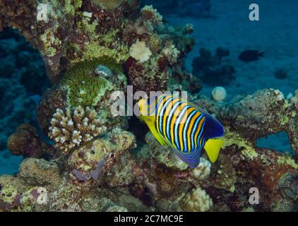 Königlicher Engelfisch, Blaubänderengel, Königlicher Engelfisch, Pygopliten diacanthus, am Korallenriff, Hamata, Ägypten, Rotes Meer, Stockfoto