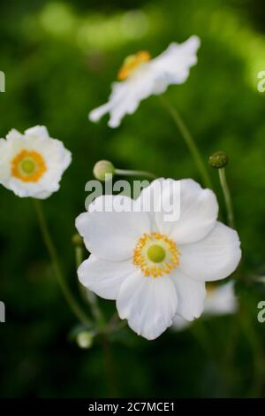 Vertikale Nahaufnahme von japanischen Anemonen Stockfoto