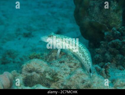 Speckled sandperch Fisch, Parapercis hexophthalma, Unterwasser auf dem sandigen Boden des Roten Meeres, Hamata, Ägypten Stockfoto